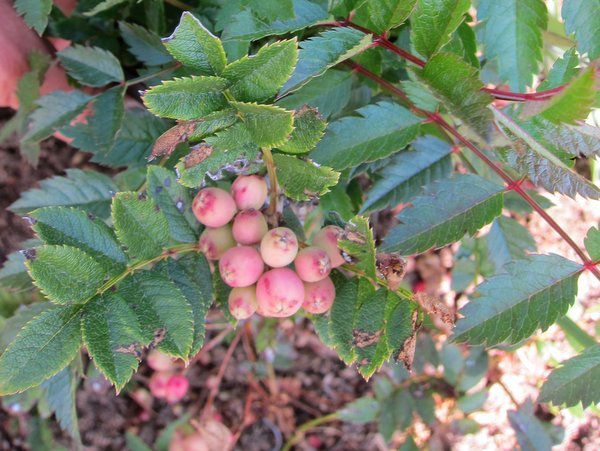 Sorbus reducta