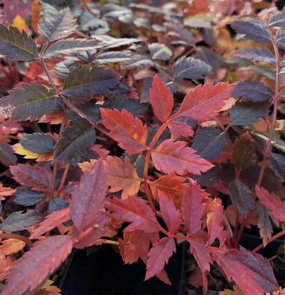 Sorbus reducta