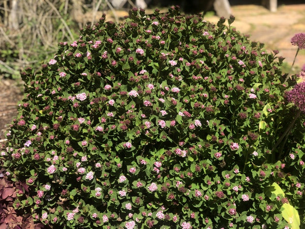 A compact bush of Spiraea morrisonicola with pink flowers