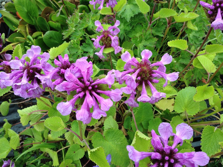 Betonica macrantha (Syn. Stachys macrantha) 'Robusta' DHTU0019