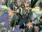 Sycopsis sinensis MD 12-800