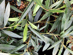 Sycopsis sinensis - narrow leaf form