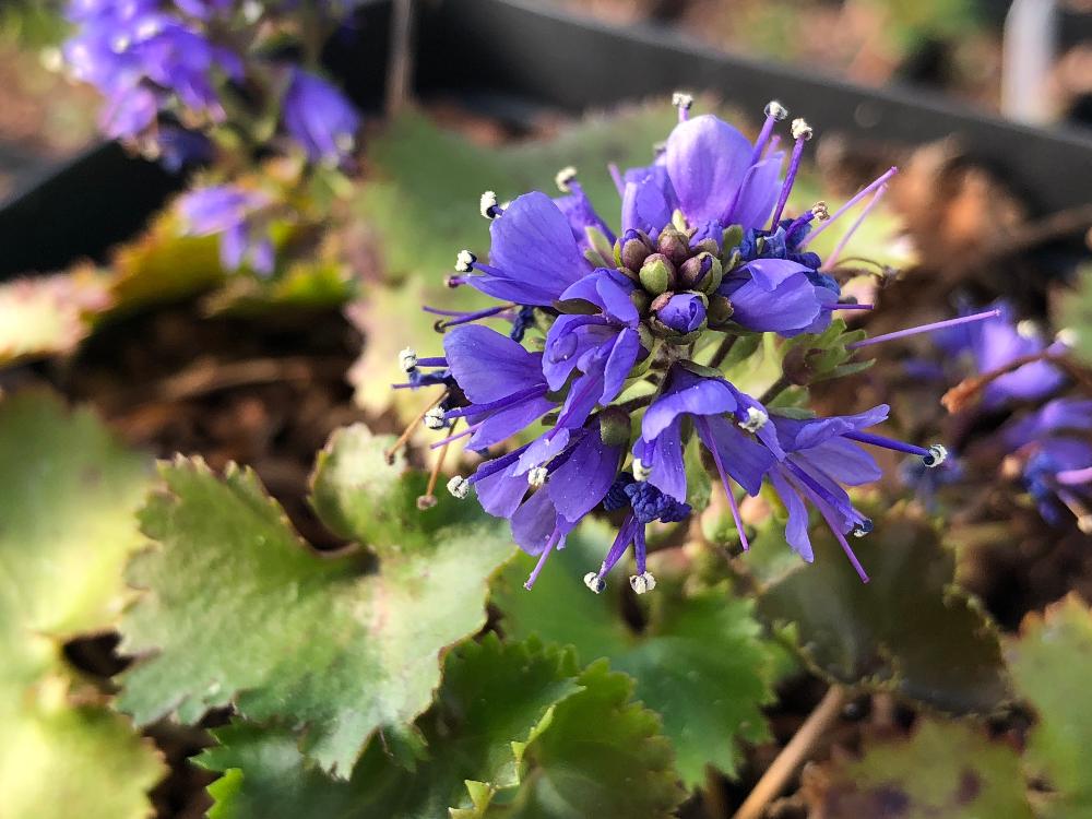 Veronica missurica ssp. stellata (Syn. Synthyris missurica ssp. stellata)