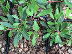 Tasmannia lanceolata 'Mount Wellington' (syn. Drimys)