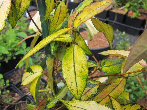 Trachelospermum asiaticum 'Ogon Nishiki'