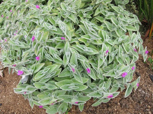 Tradescantia sillamontana – Far Reaches Farm