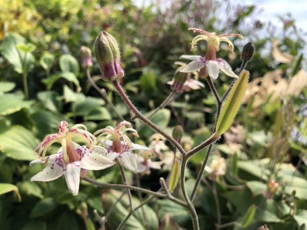 Tricyrtis macropoda H2MD 135 – Far Reaches Farm