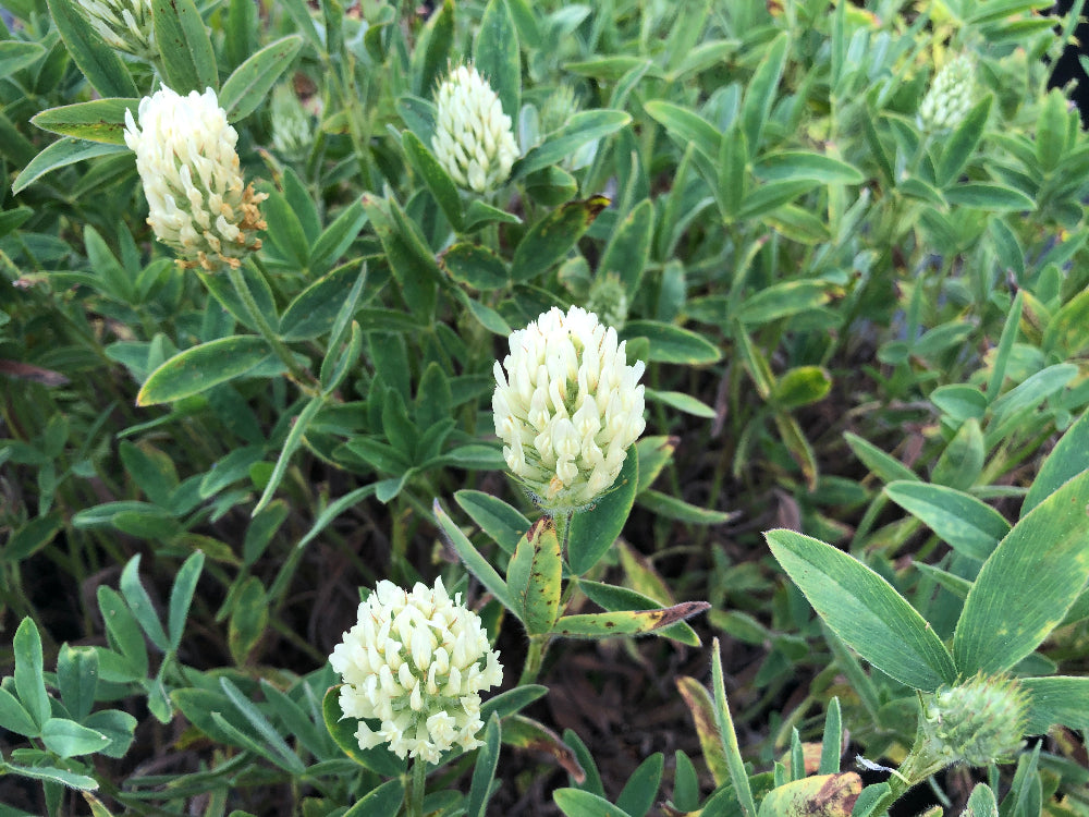 Trifolium pannonicum