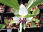 Trillium rugelii 'Little's Snowy Giant'