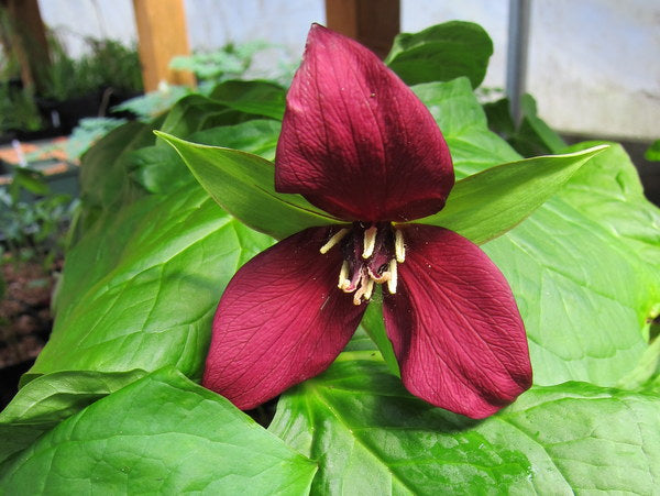 Red Trillium (Trillium erectum) 11 Trillium erectum