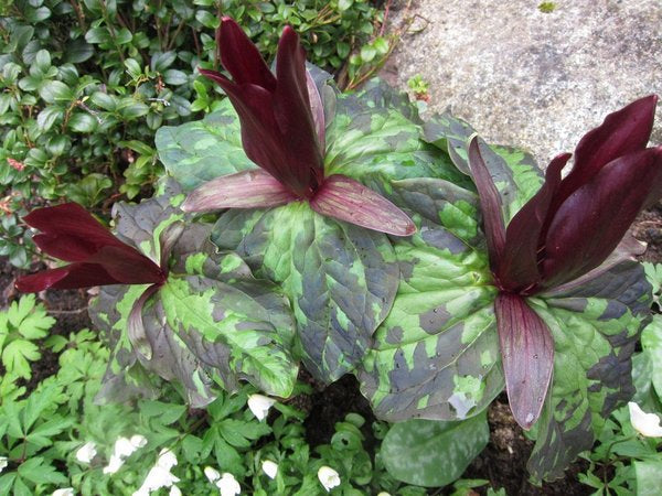 Trillium kurabayashii