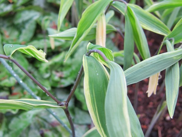 Uvularia sessilifolia 'Cobblewood Gold'