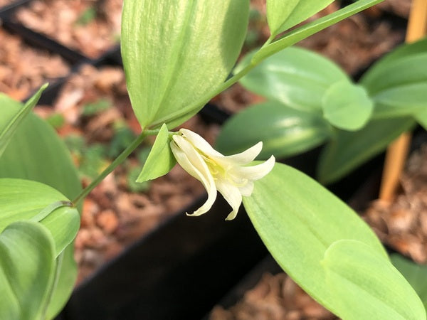 Uvularia floridana