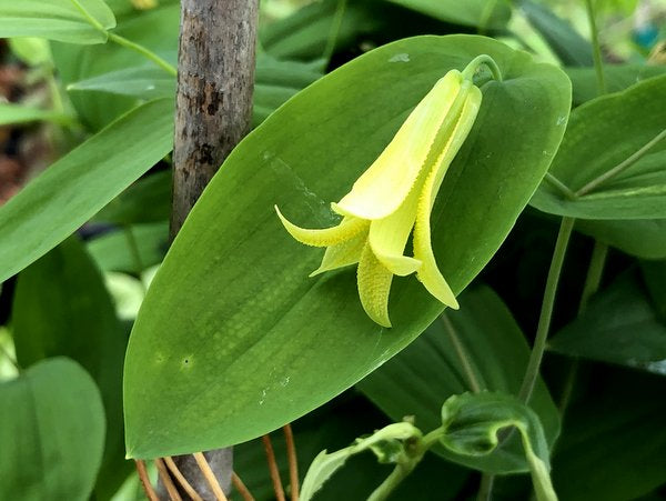 Uvularia perfoliata - Hamblen Co. TN