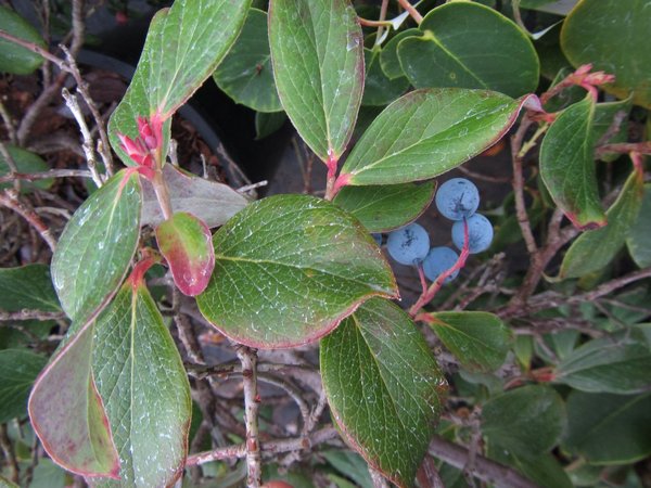 Vaccinium glauco-album