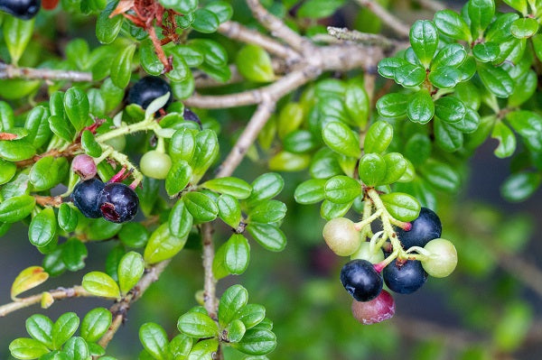 Vaccinium delavayi MD97 – Far Reaches Farm