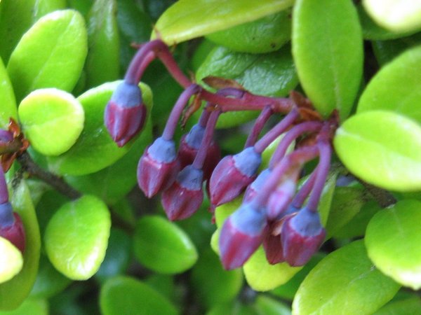 Closeup of the leaves and blueish red flower buds of Vaccinium moupinense