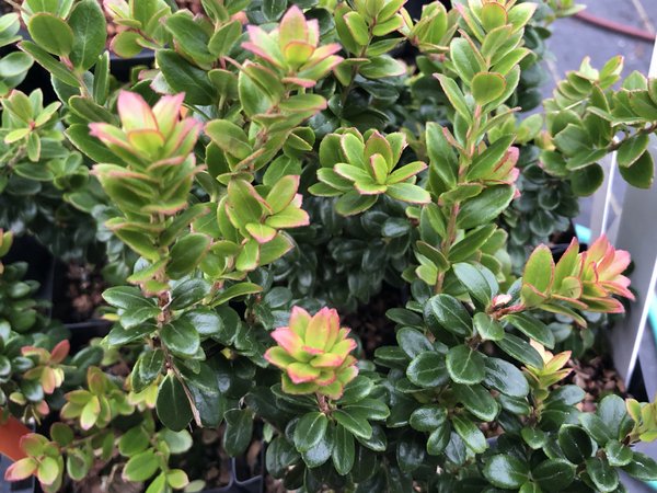 Vaccinium x intermedium – Far Reaches Farm