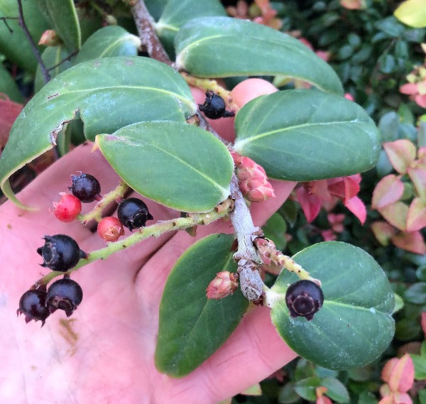 Vaccinium brachyandrum