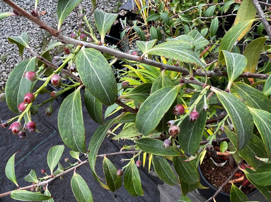 Vaccinium dunalianum