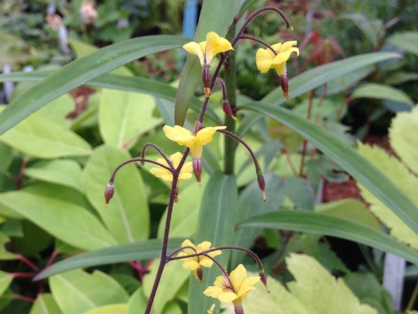 Vancouveria chrysantha - soft yellow