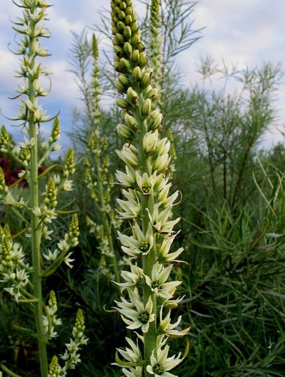 Tall white flower spikes of Veratrum californicum var. caudatum