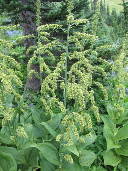 Many green flower stalks of Veratrum viride