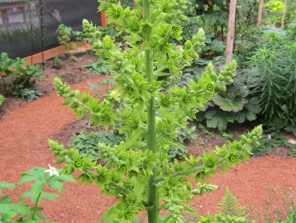 A green flower stalk of Veratrum viride in the shade garden