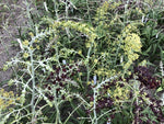 Veratrum formosanum f. alba