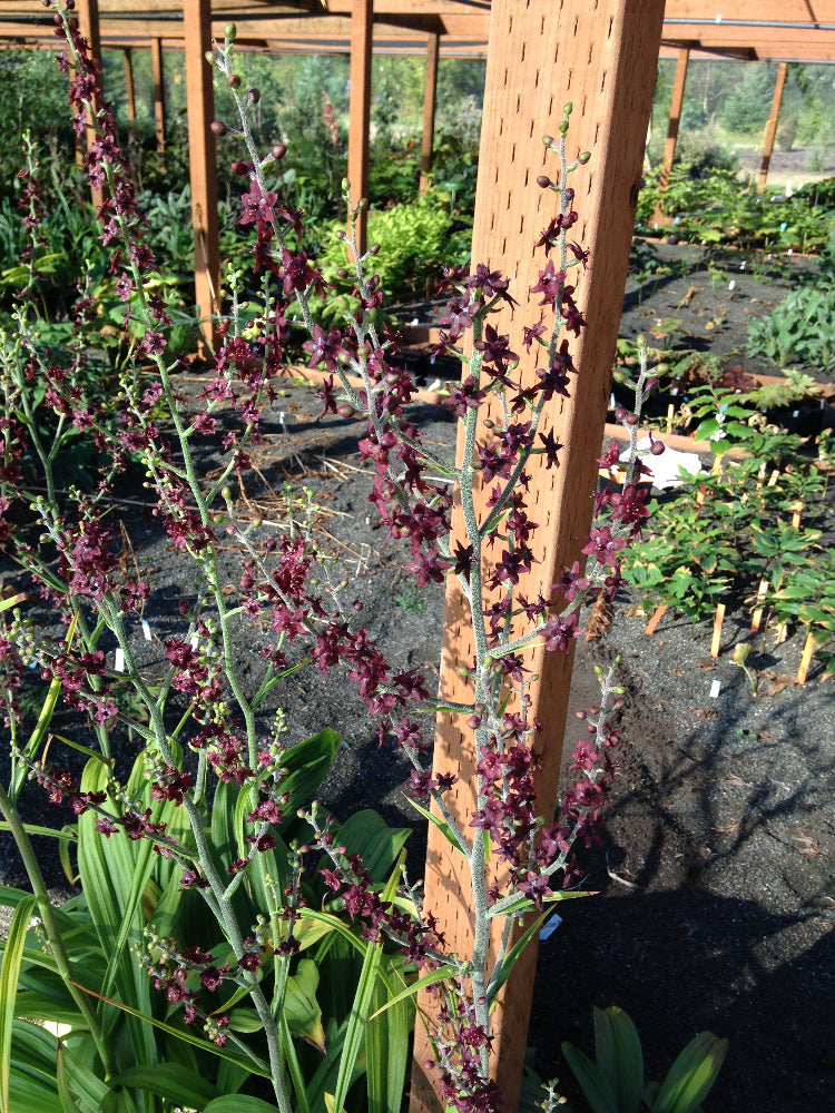 Veratrum maackii var. parviflorum