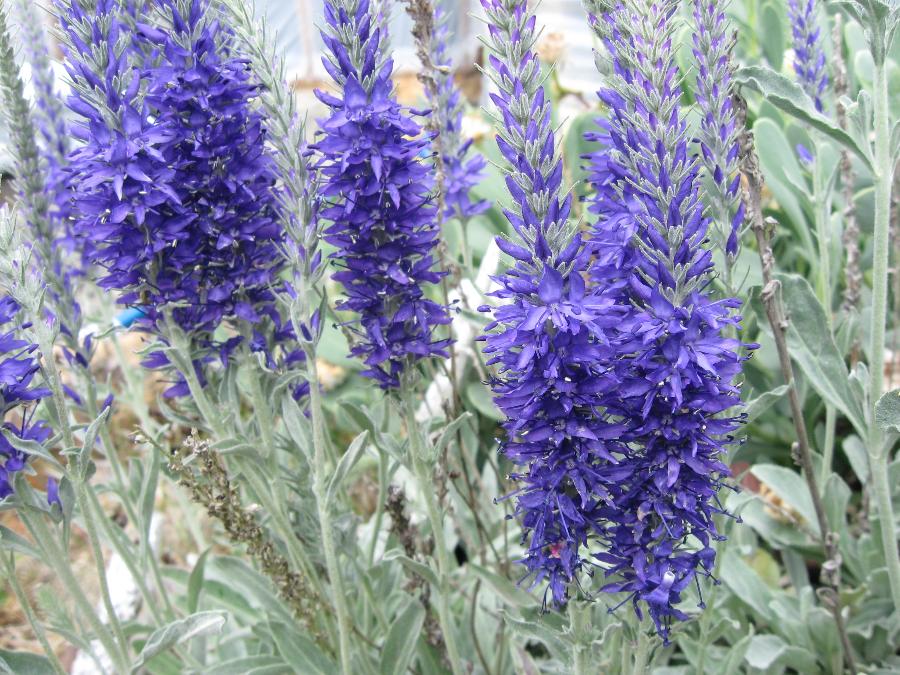 Veronica spicata ssp. incana 'Nana'