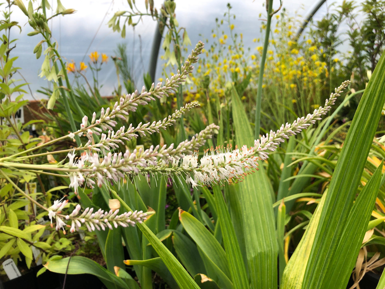 Veronicastrum virginicum