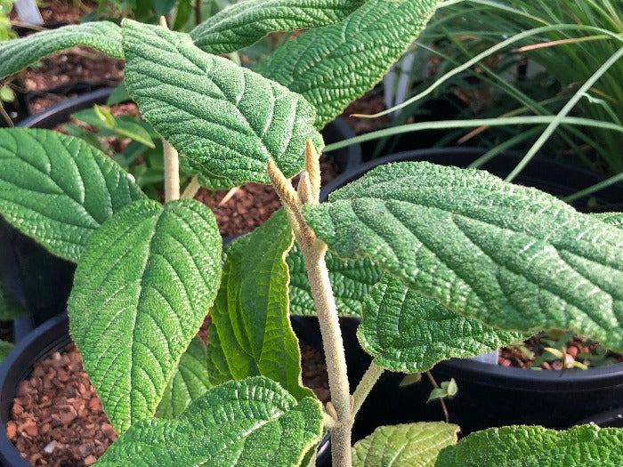 Viburnum rhytidophyllum