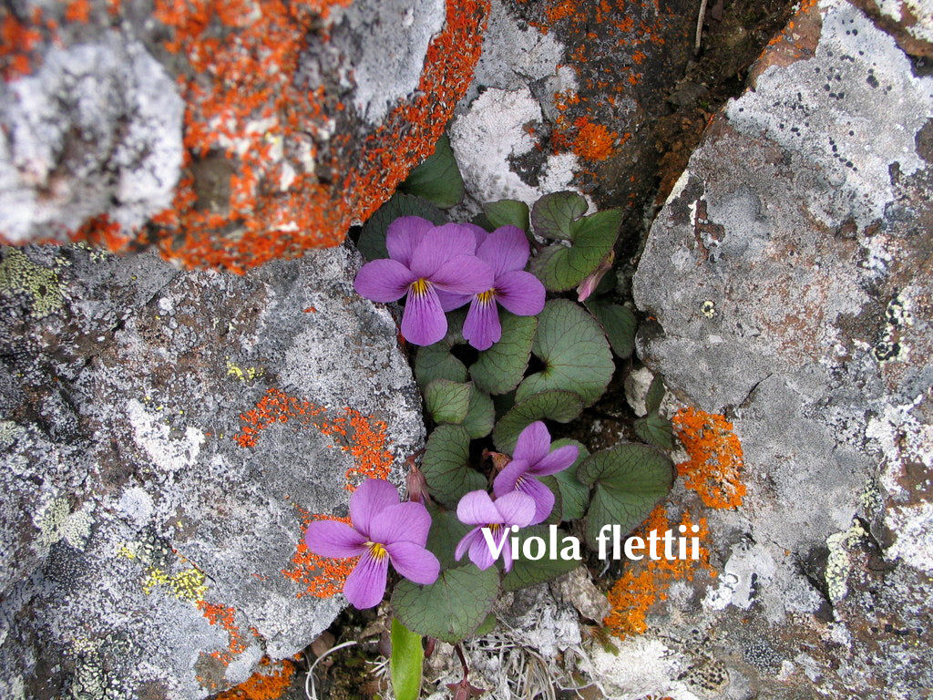 Purple flowers of Viola flettii growing from a rock crevice in the wild