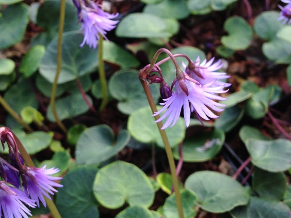 dangling purple flowers and round leaves of Soldanella cf. carpatica