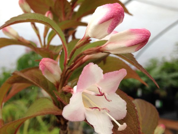 Closeup of the white and pink flowers of Weigela japonica var. sinica