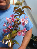 Kelly Dodson holding a stem of Weigela japonica var. sinica with pink flowers