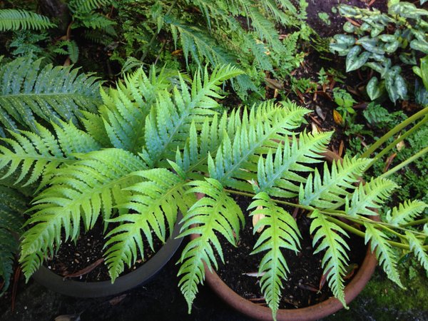 A lime-green frond of Woodwardia spinulosa