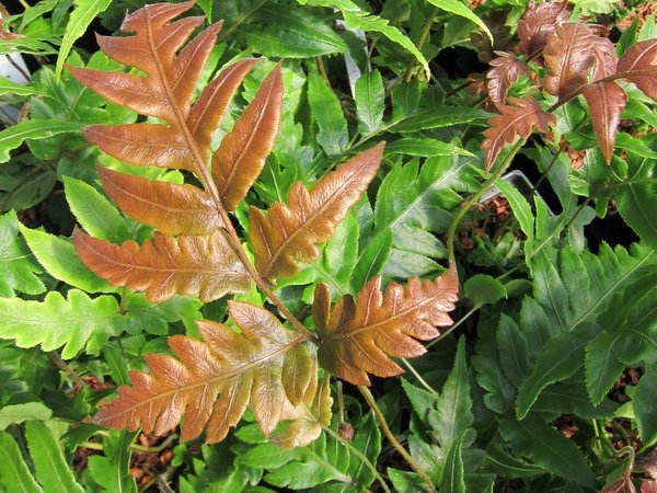 Woodwardia unigemmata
