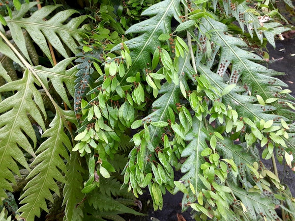 Fronds of Woodwardia orientalis with small plantlets growing out of them