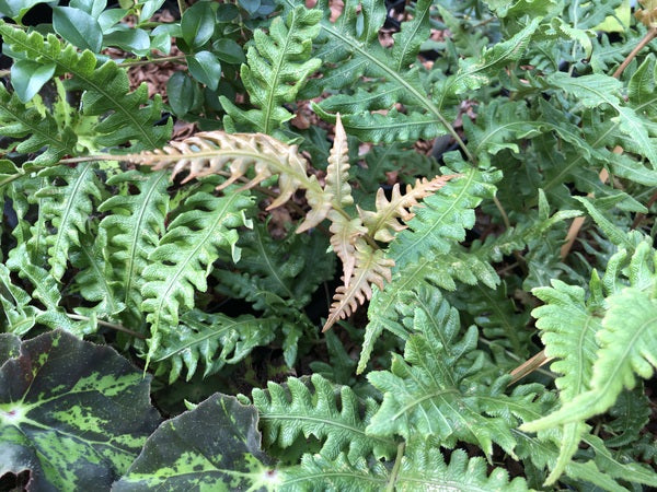 Many green undulate fronds of Woodwardia unigemmata with some bronze new growth