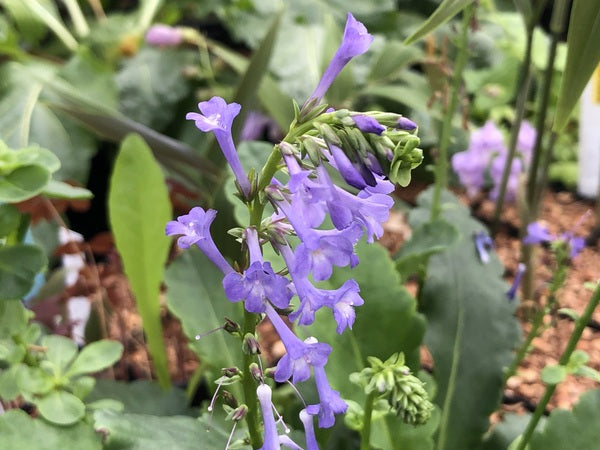 Wulfenia x schwarzii – Far Reaches Farm