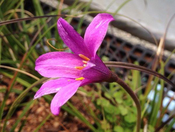 Xerophyta viscosa