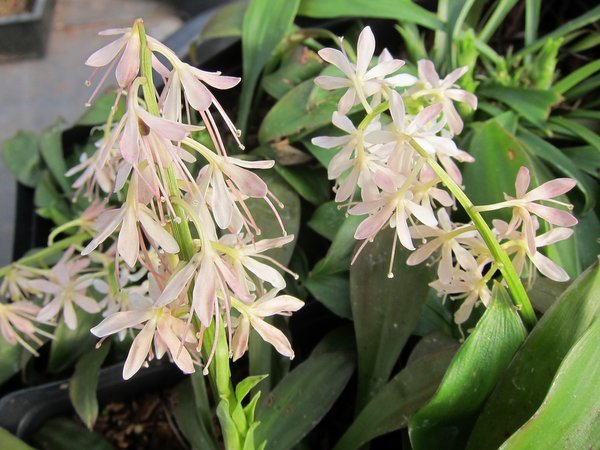 Two stalks of pinkish white flowers of Ypsilandra thibetica