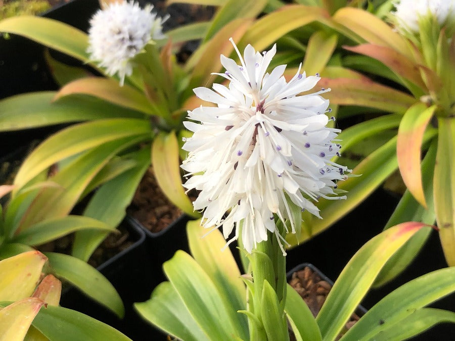 ypsilandra