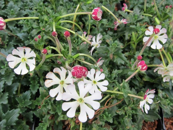 White flowers and pink flower buds of Zaluzianskya pulvinata
