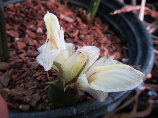 Closeup of the white flowers of Zingiber mioga