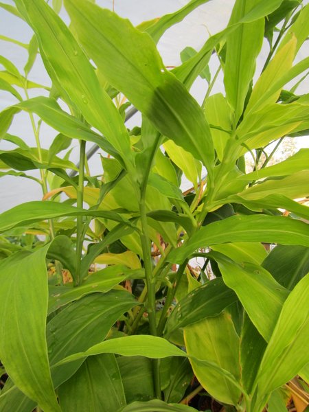 Green leafy stalks of Zingiber mioga