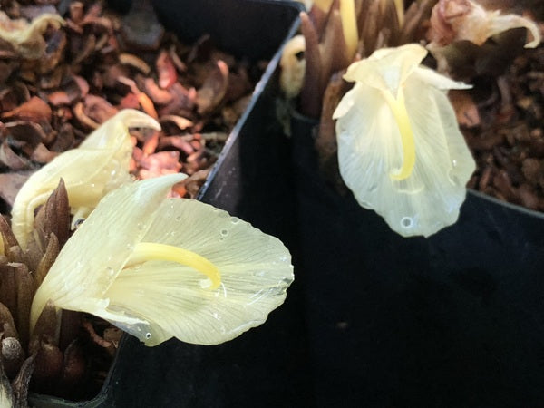 A closeup of two silky white Zingiber mioga flowers