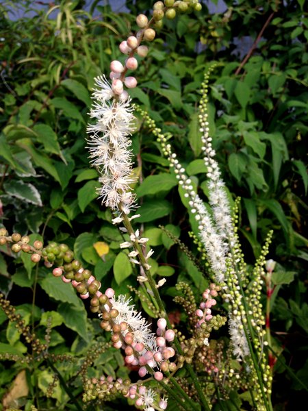 Actaea japonica BSWJ8758b – Far Reaches Farm
